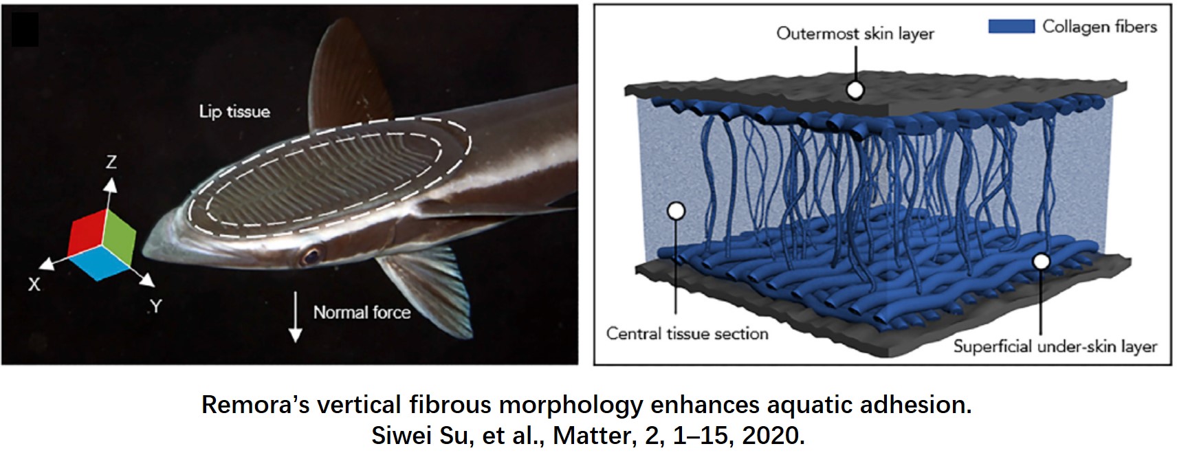 Remora